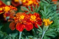 Dwarf double cultivar with deep maroon-mahogany flowers and orange centres Tagetes patula, French Marigold Ã¢â¬ËTiger Eyes